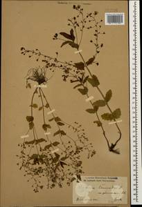 Veronica peduncularis M. Bieb., Caucasus, Armenia (K5) (Armenia)