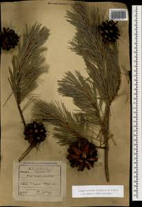 Pinus sylvestris var. hamata Steven, Caucasus, Georgia (K4) (Georgia)