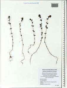 Euphrasia ×vernalis List, Eastern Europe, North-Western region (E2) (Russia)