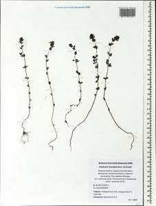 Euphrasia × vernalis List, Eastern Europe, North-Western region (E2) (Russia)