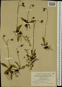 Pilosella piloselliflora (Nägeli & Peter) Soják, Eastern Europe, North-Western region (E2) (Russia)