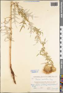 Lophiolepis serrulata (M. Bieb.) Del Guacchio, Bures, Iamonico & P. Caputo, Eastern Europe, North Ukrainian region (E11) (Ukraine)
