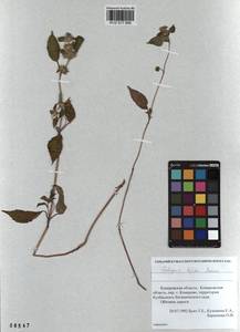 Galeopsis bifida Boenn., Siberia, Altai & Sayany Mountains (S2) (Russia)