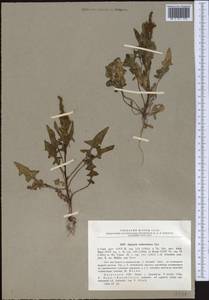 Spinacia oleracea subsp. turkestanica (Iljin) Del Guacchio & P. Caputo, Middle Asia, Muyunkumy, Balkhash & Betpak-Dala (M9) (Kazakhstan)