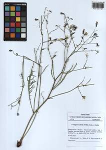 Crepidiastrum tenuifolium (Willd.) Sennikov, Siberia, Altai & Sayany Mountains (S2) (Russia)