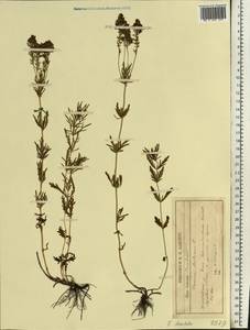 Veronica austriaca subsp. dentata (F. W. Schmidt) Watzl, Eastern Europe, Central forest-and-steppe region (E6) (Russia)