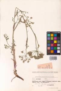 Astrodaucus orientalis (L.) Drude, Eastern Europe, South Ukrainian region (E12) (Ukraine)