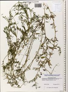 Vicia monantha subsp. monantha, Caucasus, Azerbaijan (K6) (Azerbaijan)