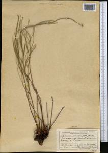 Limonium chrysocomum subsp. semenovii (Herder) Kamelin, Middle Asia, Dzungarian Alatau & Tarbagatai (M5) (Kazakhstan)