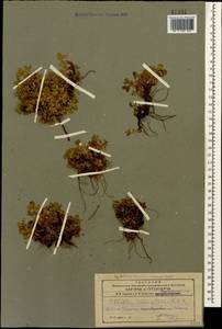 Sibbaldia parviflora Willd., Caucasus, Armenia (K5) (Armenia)