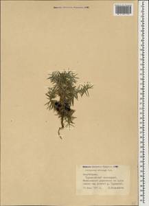 Juniperus communis var. saxatilis Pall., Caucasus, Azerbaijan (K6) (Azerbaijan)