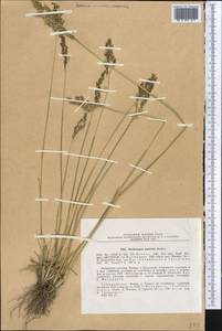 Deschampsia cespitosa subsp. pamirica (Roshev.) Tzvelev, Middle Asia, Pamir & Pamiro-Alai (M2) (Tajikistan)