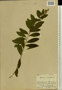 Spiraea salicifolia L., Eastern Europe, Moscow region (E4a) (Russia)