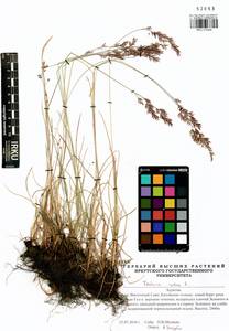 Festuca rubra L., Siberia, Baikal & Transbaikal region (S4) (Russia)