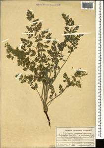 Echinophora sibthorpiana Guss., Caucasus, Armenia (K5) (Armenia)