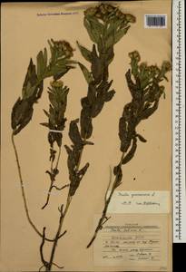 Pentanema germanicum (L.) D. Gut. Larr., Santos-Vicente, Anderb., E. Rico & M. M. Mart. Ort., Caucasus, Dagestan (K2) (Russia)