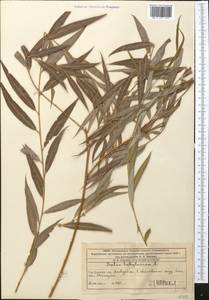Salix babylonica L., Middle Asia, Western Tian Shan & Karatau (M3) (Kazakhstan)