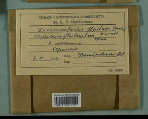 Odontoschisma fluitans (Nees) L. Söderstr. & Váňa, Bryophytes, Bryophytes - Karelia, Leningrad & Murmansk Oblasts (B4) (Russia)