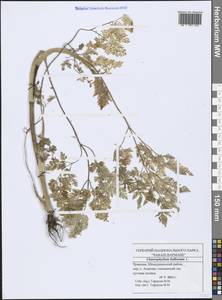 Chaerophyllum bulbosum L., Eastern Europe, Middle Volga region (E8) (Russia)