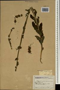 Asyneuma campanuloides (M.Bieb. ex Sims) Bornm., Caucasus, Abkhazia (K4a) (Abkhazia)