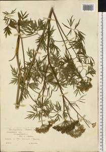 Cenolophium fischeri (Spreng.) W. D. J. Koch, Eastern Europe, Moscow region (E4a) (Russia)