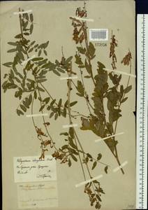 Hedysarum alpinum L., Siberia, Baikal & Transbaikal region (S4) (Russia)