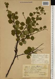 Betula intermedia var. sukatschewii (Soczava) Govaerts, Eastern Europe, Northern region (E1) (Russia)