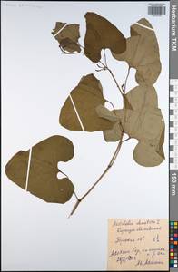 Aristolochia clematitis L., Eastern Europe, Central region (E4) (Russia)