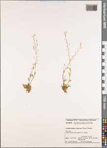 Arabidopsis lyrata subsp. petraea (L.) O'Kane & Al-Shehbaz, Siberia, Central Siberia (S3) (Russia)