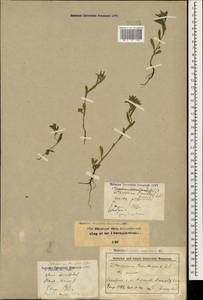 Buglossoides arvensis (L.) I. M. Johnst., Caucasus, Stavropol Krai, Karachay-Cherkessia & Kabardino-Balkaria (K1b) (Russia)