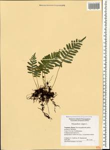 Polypodium vulgare L., Crimea (KRYM) (Russia)