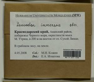 Leucodon immersus Lindb., Bryophytes, Bryophytes - North Caucasus & Ciscaucasia (B12) (Russia)