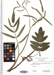 Sium latifolium L., Eastern Europe, Eastern region (E10) (Russia)