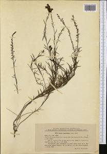 Linaria angustissima (Loisel.) Borbás, Western Europe (EUR) (Romania)