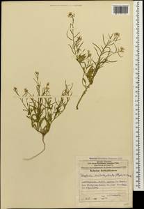 Neotorularia contortuplicata (Steph.) Hedge & J. Léonard, Caucasus, Azerbaijan (K6) (Azerbaijan)