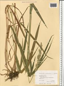 Phalaris arundinacea L., Eastern Europe, Central region (E4) (Russia)