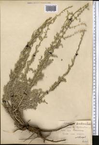 Artemisia schrenkiana Ledeb., Middle Asia, Northern & Central Kazakhstan (M10) (Kazakhstan)