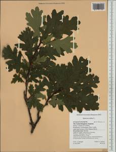 Quercus robur L., Western Europe (EUR) (United Kingdom)