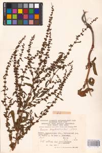 Rumex conglomeratus Murray, Eastern Europe, West Ukrainian region (E13) (Ukraine)