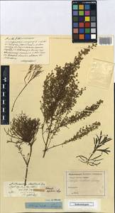 Artemisia desertorum Spreng., Unclassified