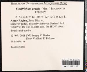 Flexitrichum gracile (Mitt.) Ignatov & Fedosov, Bryophytes, Bryophytes - Russian Far East (excl. Chukotka & Kamchatka) (B20) (Russia)