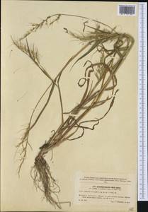 Echinochloa crus-galli (L.) P.Beauv., Western Europe (EUR) (Czech Republic)