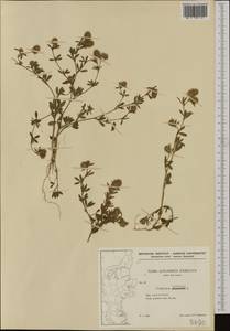 Trifolium arvense L., Western Europe (EUR) (Denmark)