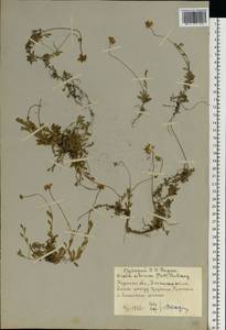Draba sibirica (Pall.) Thell., Eastern Europe, Central forest-and-steppe region (E6) (Russia)