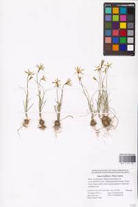 Gagea bulbifera (Pall.) Salisb., Eastern Europe, Lower Volga region (E9) (Russia)