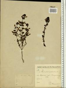 Pedicularis palustris L., Eastern Europe, Moscow region (E4a) (Russia)