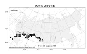 Adonis volgensis DC., Atlas of the Russian Flora (FLORUS) (Russia)