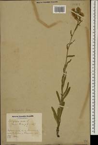 Erigeron acris subsp. acris, Caucasus, Azerbaijan (K6) (Azerbaijan)