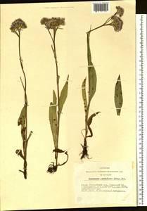 Saussurea parviflora (Poir.) DC., Siberia, Altai & Sayany Mountains (S2) (Russia)