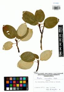 Populus suaveolens, Siberia, Baikal & Transbaikal region (S4) (Russia)